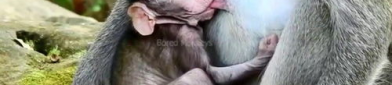 honey猴,揭秘智能生活助手的多面魅力