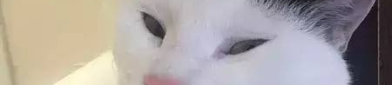 微密猫登录,轻松便捷，畅享智能生活新篇章
