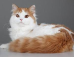 一只立耳猫,独特魅力与温馨性格的完美结合