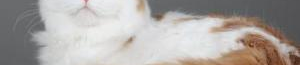 一只立耳猫,独特魅力与温馨性格的完美结合