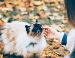 左公子,微密圈女神的成长之路与健身美学