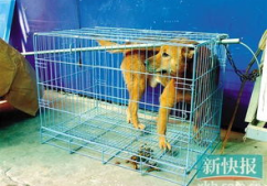 学中医的土狗,土狗视角下的中医智慧探秘